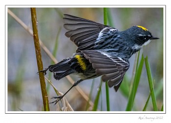 Yellow-rumped-waarbler-takeoff-copy.jpg