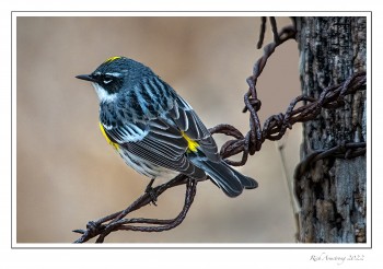 Yellow-rumped-wrabler-on-wire-1-copy-3.jpg