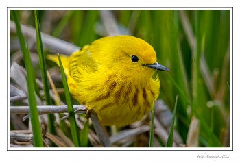 Yellow-warbler-1-copy.jpg