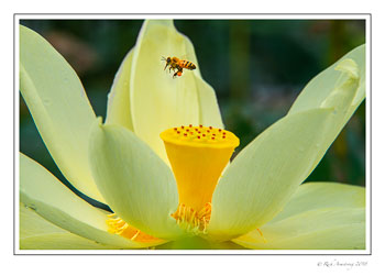 american-lotus-n-bee-copy.jpg