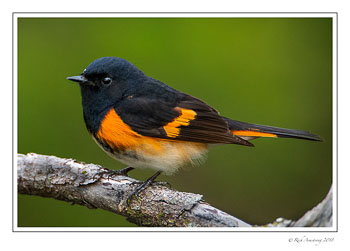 american-redstart-1-copy.jpg