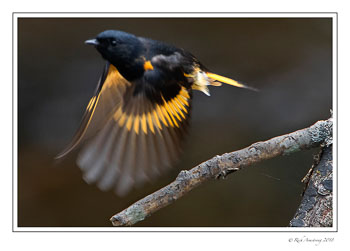 american-redstart-2-copy-copy.jpg