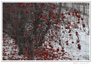 apples-copy.jpg