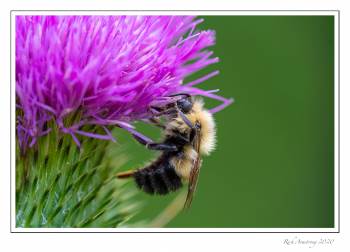 bee-on-thistle-copy.jpg