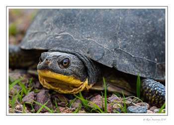 blandings-turtle-1-copy-3.jpg
