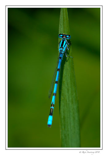 bluet-1-copy.jpg