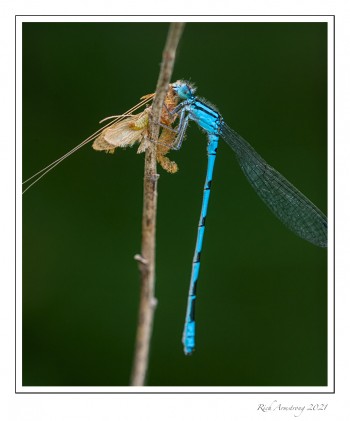 bluet-with-food-1k-copy-2.jpg