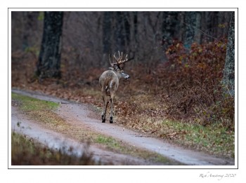 buck-1-9-50-am-copy.jpg