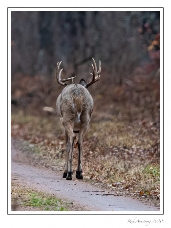 buck-1c-copy.jpg