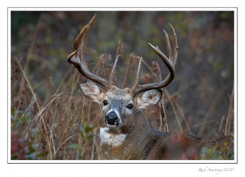 buck-2-copy.jpg