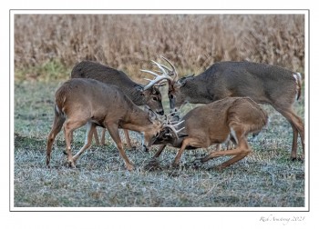 bucks-4a-copy-3.jpg