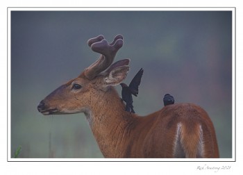 budk-with-birds-2-copy-2.jpg