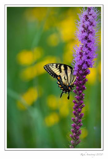 butterfly1-copy.jpg