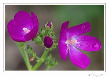 clustered-poppy-mallow-2.jpg