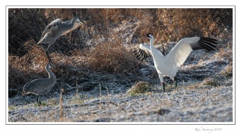 crane-fight-3-copy.jpg