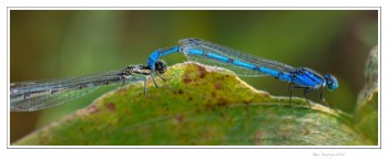 damsel-fies-1-copy.jpg