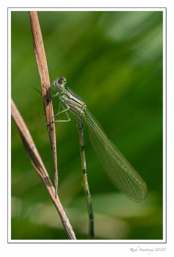 damsel-fly-2-copy.jpg