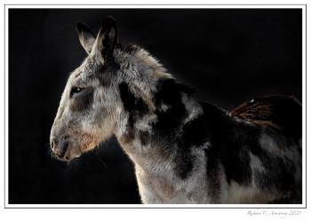 donkey-1-copy.jpg