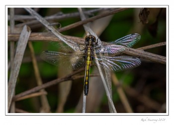 dragonfly-1-copy.jpg