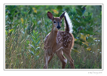 fawn-1-copy-2.jpg