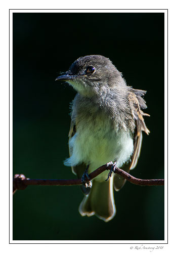 flycatcher-1-copy.jpg