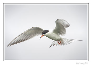 forsters-tern-1-copy.jpg