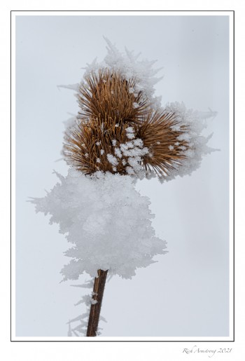 frost-6-a-copy.jpg