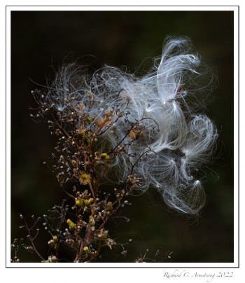 fuzzy-bush-1-copy-2.jpg