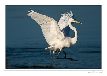 great-egret-3-copy-3.jpg