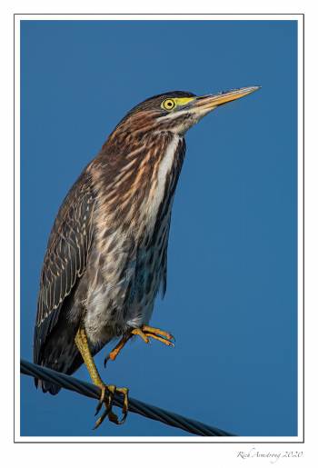 green-heron-2-copy.jpg