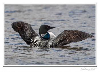 loon-1h-wing-spread-copy.jpg