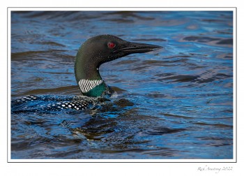 loon-2e-copy.jpg