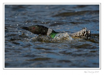 loon-5-copy.jpg