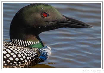 loon-closeup-2-copy.jpg