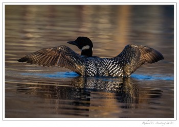 loon-wing-spread-1-f-copy.jpg
