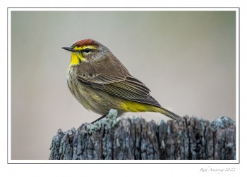 palm-warbler-1-a-copy.jpg