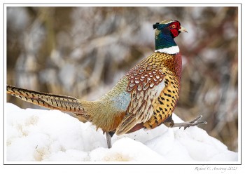 pheasant-2-zcopy.jpg