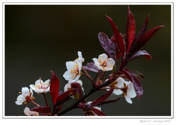 plum-flwrs-2-copy.jpg