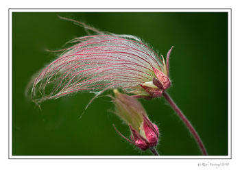 prairie-smoke-1-copy.jpg