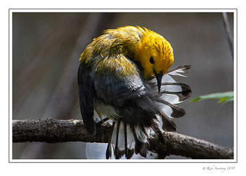 prothonotary-Warbler-1-copy-copy.jpg