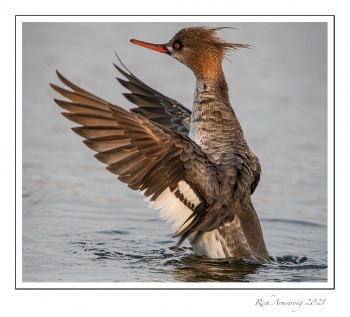 red--breasted-merganser-2f-copy.jpg