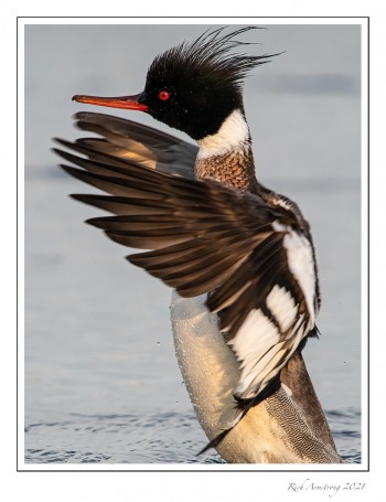 red-breasted-merganser-5f-copy.jpg