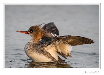red-breasted-merganser-copy.jpg