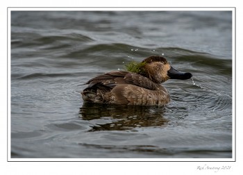 red-head-female-1-21-.jpg