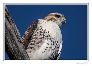 red=tailed-hawk-2-copy.jpg