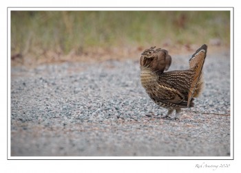 ruffed-grouse-1b.jpg