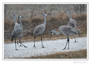 sandhill-crane-4f-copy-2.jpg