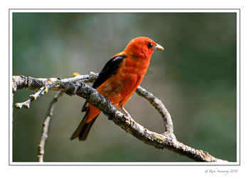 scarlet-tanager-2-copy.jpg