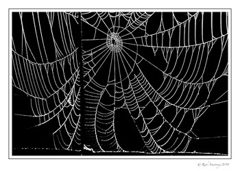 spider-web-2-copy.jpg