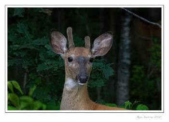 spike-buck-1-copy.jpg